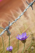 BARBED BOUNDARY