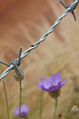 BARB WIRE WITH DELICATE PLANTING