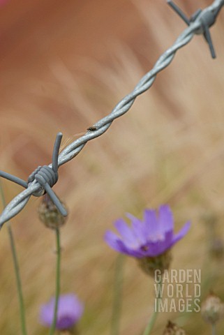 BARB_WIRE_WITH_DELICATE_PLANTING