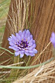 CATANANCHE WITH STIPA TENUISSIMA