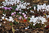 AUTUMN CYCLAMEN CARPET