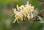 LONICERA PERICLYMENUM