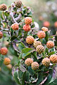 CORNUS KOUSA RIPENING FRUITS