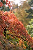 ACER PALMATUM DISSECTUM