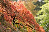 ACER PALMATUM DISSECTUM