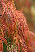 ACER PALMATUM DISSECTUM