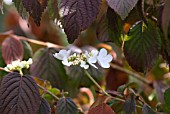 VIBURNUM PLICATUM