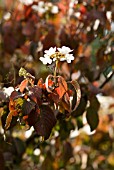 VIBURNUM PLICATUM