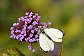 VERBENA BONARIENSIS AND WHITE BUTTERFLY