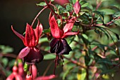 FUCHSIA MAXIMA