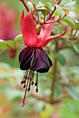 FUCHSIA MAXIMA