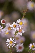 ASTER ERICOIDES PINK CLOUD