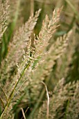 CALAMAGROSTIS BRACHYTRICHA