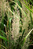 CALAMAGROSTIS BRACHYTRICHA