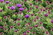 ASTER NOVAE-ANGLAE PURPLE DOME