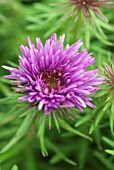 ASTER NOVAE-ANGLAE PURPLE DOME