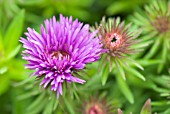 ASTER NOVAE-ANGLAE PURPLE DOME