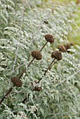 PHLOMIS TUBEROSA AND RUBUS THIBETANUS