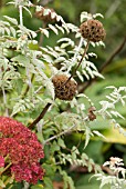 PHLOMIS TUBEROSA AND RUBUS THIBETANUS