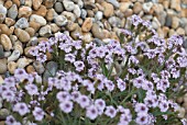 VERBENA REGIDA F. LILACINA POLARIS