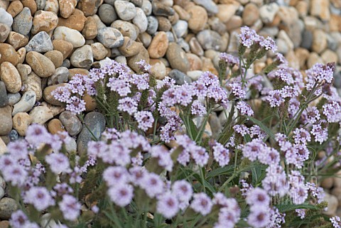 VERBENA_REGIDA_F_LILACINA_POLARIS