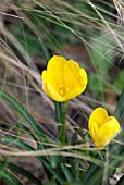 STERNBERGIA LUTEA WITH STIPA TENUISSIMA