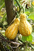 GOURD GOLDEN EGG