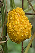 GOURD AUTUMN GLORY