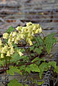 CLEMATIS REHDERIANA CLIMBING THROUGH GABIONS