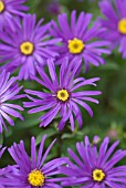 ASTER AMELLUS VEILCHENKONIGIN