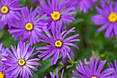 ASTER AMELLUS VEILCHENKONIGIN