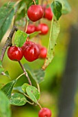 MALUS X ATROSANGUINEA GORGEOUS