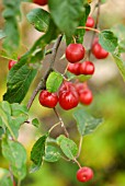 MALUS X ATROSANGUINEA GORGEOUS