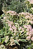 SEDUM ERYTHROSTICTUM MEDIOVARIEGATUM