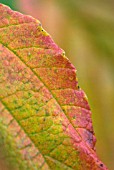 HAMAMELIS AUTUMN LEAF