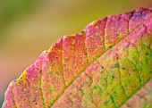 AUTUMN LEAF ABSTRACT