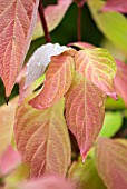 CORNUS IN AUTUMN