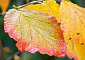 HAMAMELIS AUTUMN LEAF