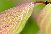 DEW DROPS ON CORNUS LEAF