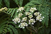 BRACKEN WITH COW PARSLEY