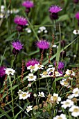 BRITISH WILD FLOWERS