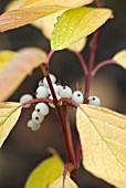 CORNUS ALBA AUREA