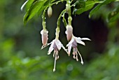 FUCHSIA MAGELLANICA ALBA