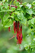 FUCHSIA MAGALLANICA