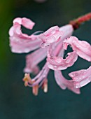 NERINE BOWDENII