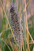 PENNISETUM ALOPECUROIDES WOODSIDE