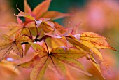 ACER PALMATUM OSAKAZUKI