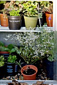 TENDER PLANTS PUT UNDER GLASS FOR WINTER