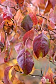 CORNUS FLORIDA