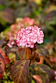 HYDRANGEA CACROPHYLLA SSP SERRATA PIEZIOSA